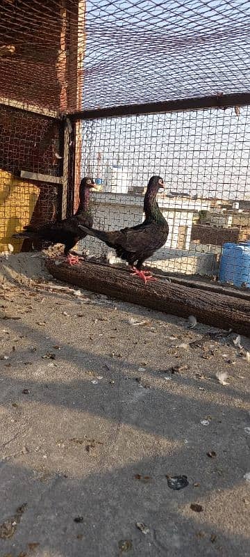 Fancy Pigeons 1