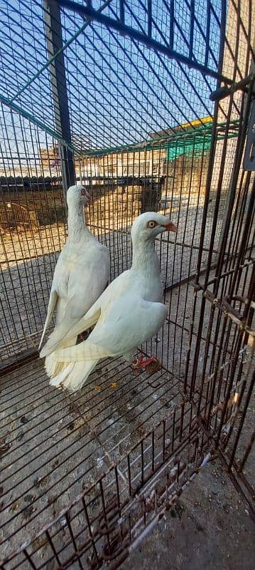 Fancy Pigeons 2