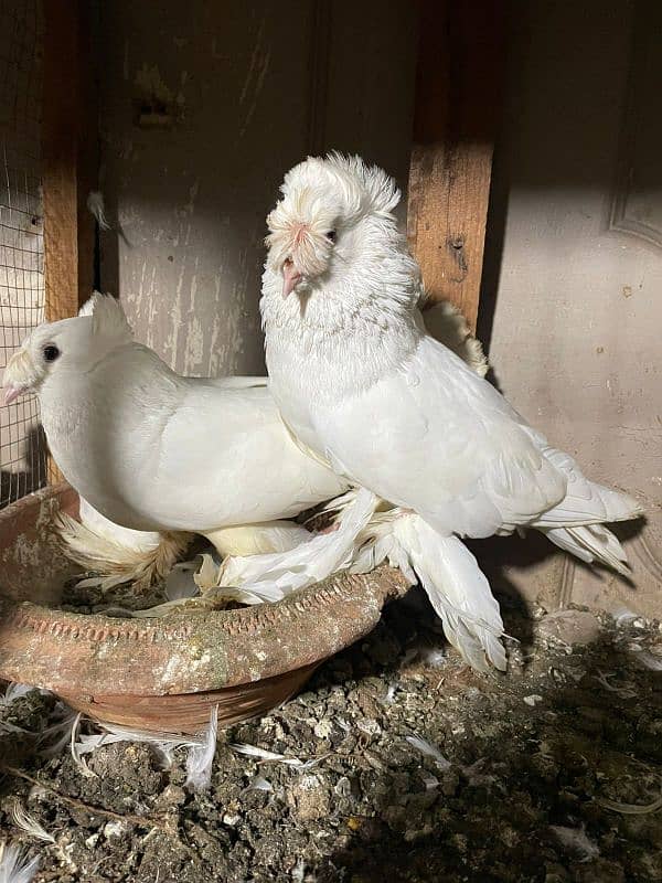 Fancy Pigeons 3