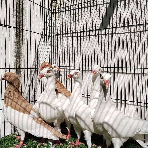 Fancy Pigeons 4