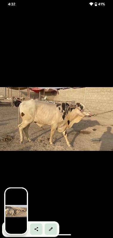 gulabi bull available for quarbani 2k25 3