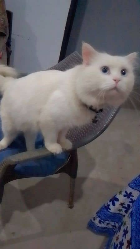 Persian cat 0