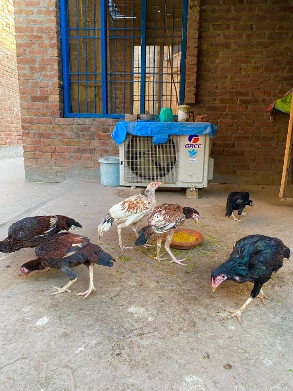 Aseel birds for sale age 8month healthy nd active 1