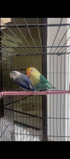 Lovebirds for sale