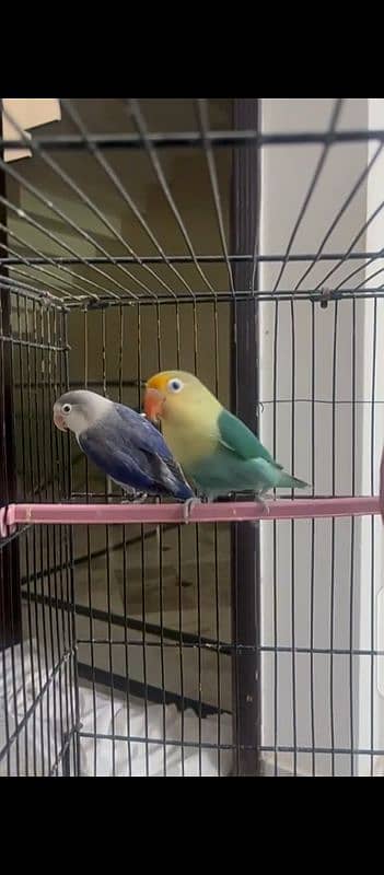 Lovebirds for sale 3