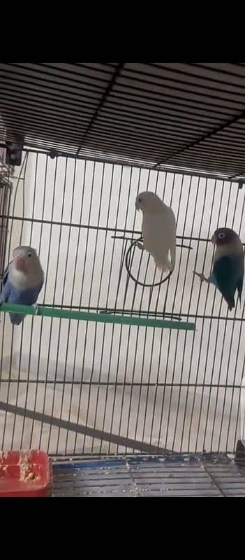 Lovebirds for sale 1