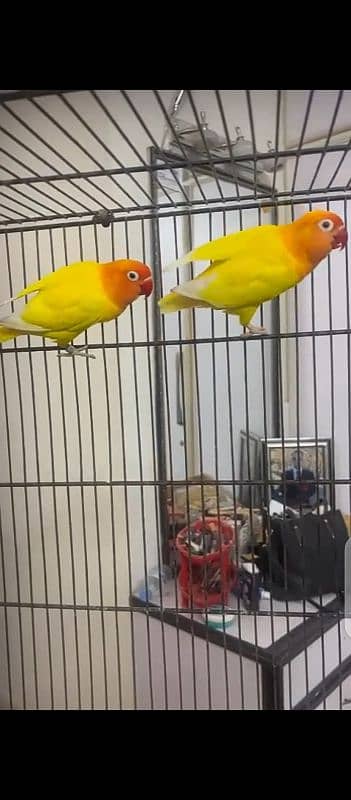 Lovebirds for sale 2