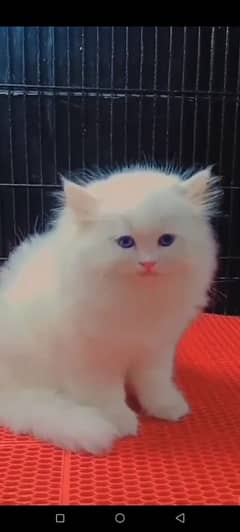 Persian beautiful Cat for sale/0349/16/55/812 my WhatsApp number