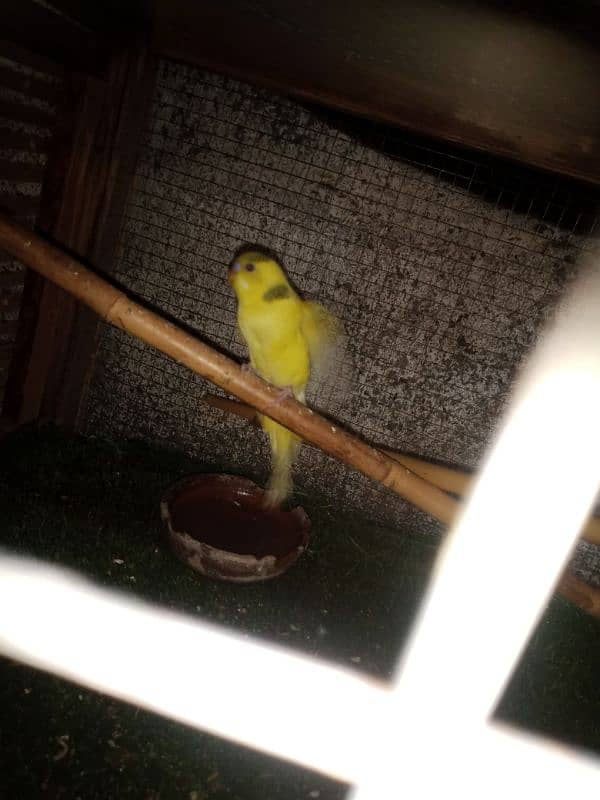 budgie parrot 1