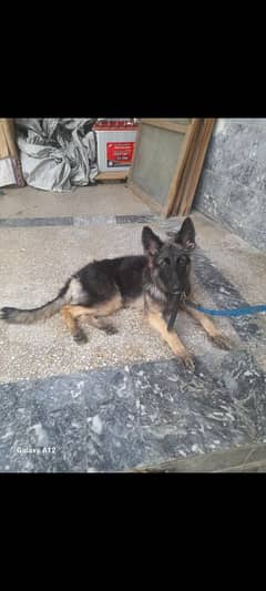 German Shepherd