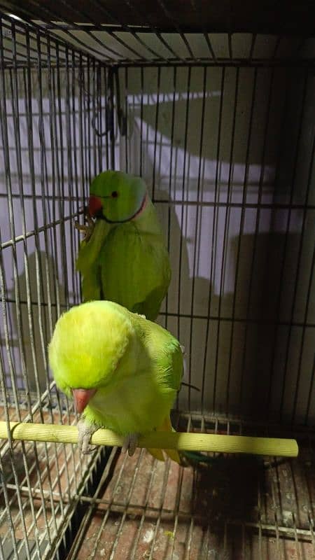 Talking parrot mashallah dono talking krte hai 2