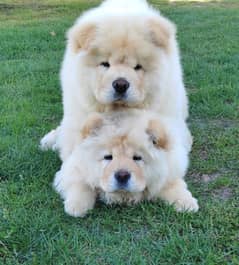 chow chow top Quality puppies available