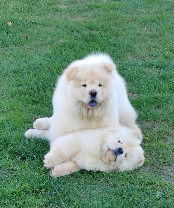 chow chow top Quality puppies available 1