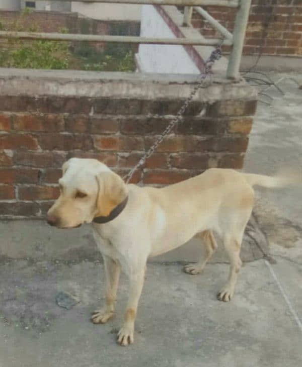 labrador male 0