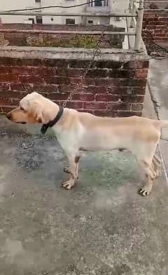 labrador male