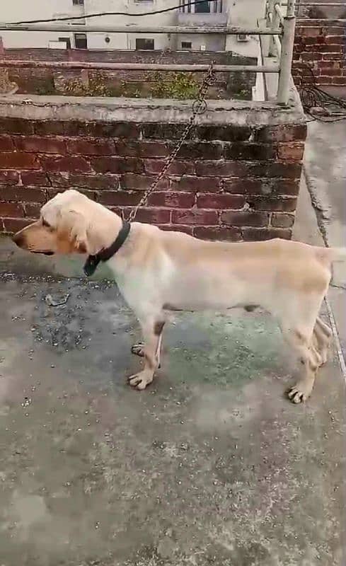 labrador male 2