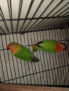 Lovebirds Pair + Single female read add