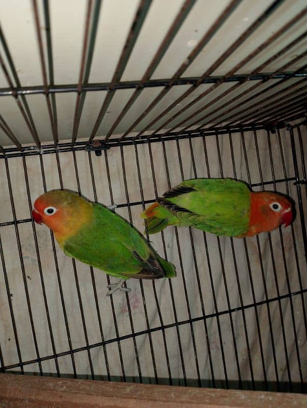 Lovebirds Pair + Single female read add 0