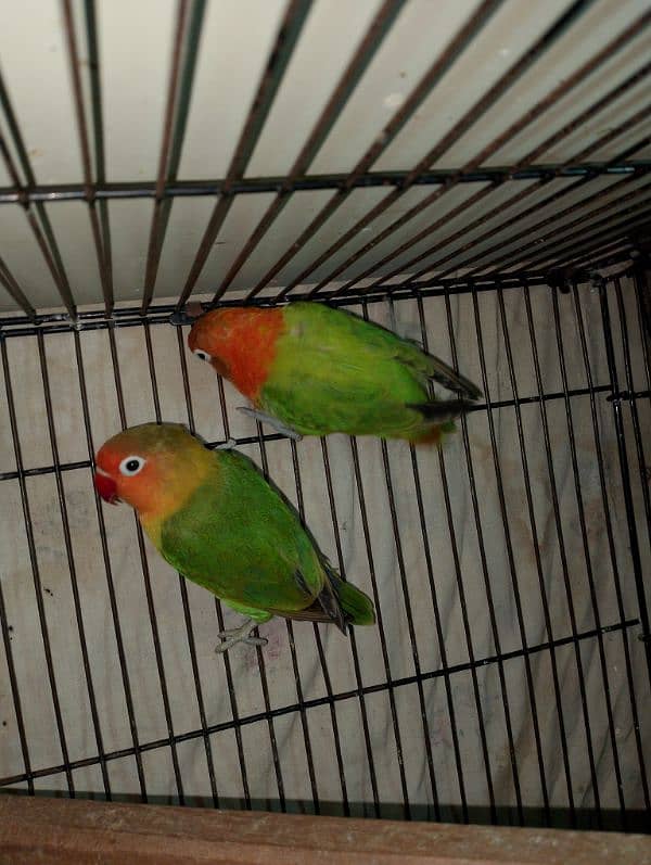 Lovebirds Pair + Single female read add 1