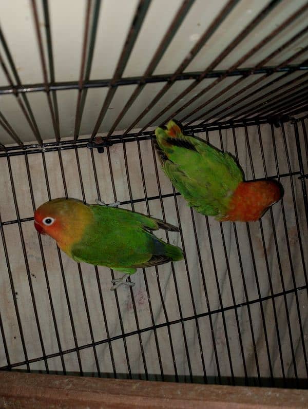 Lovebirds Pair + Single female read add 2