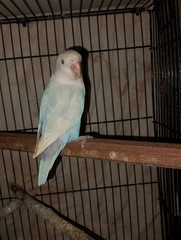 Lovebirds Pair + Single female read add 3