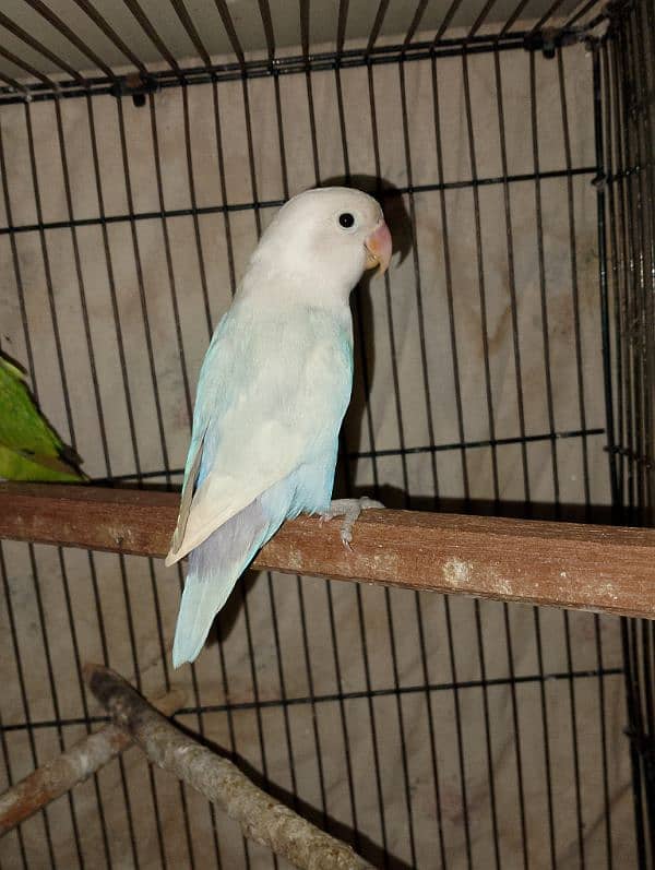 Lovebirds Pair + Single female read add 4