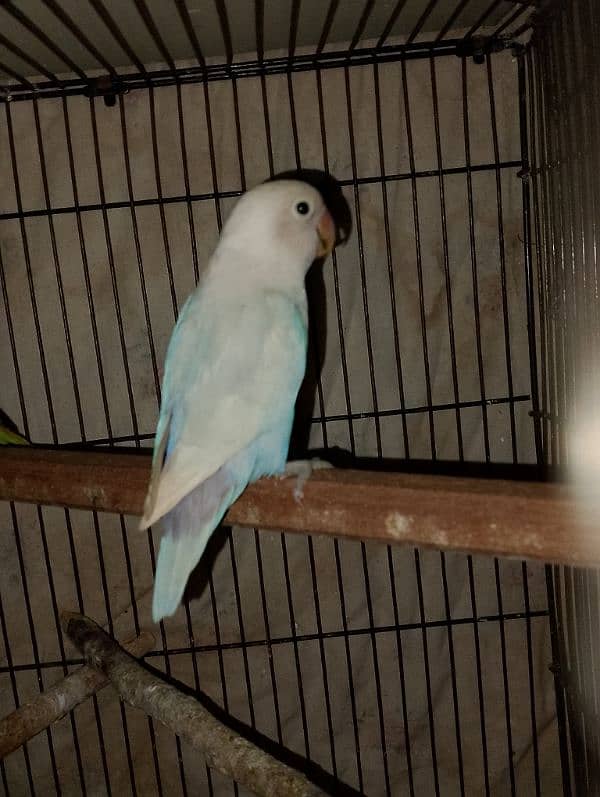 Lovebirds Pair + Single female read add 5