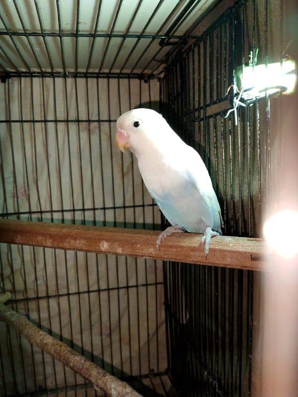 Lovebirds Pair + Single female read add 6