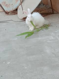 angora Holland female 03224186572