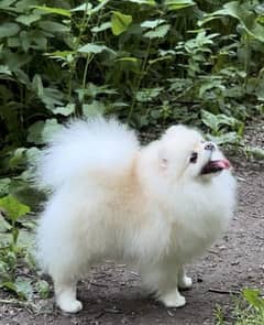 Pomeranian Male pup available