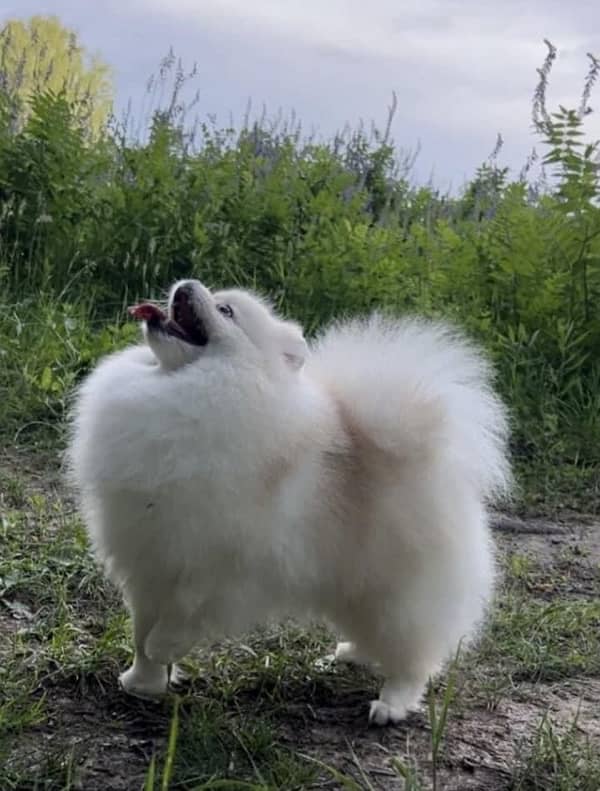 Pomeranian Male pup available 1