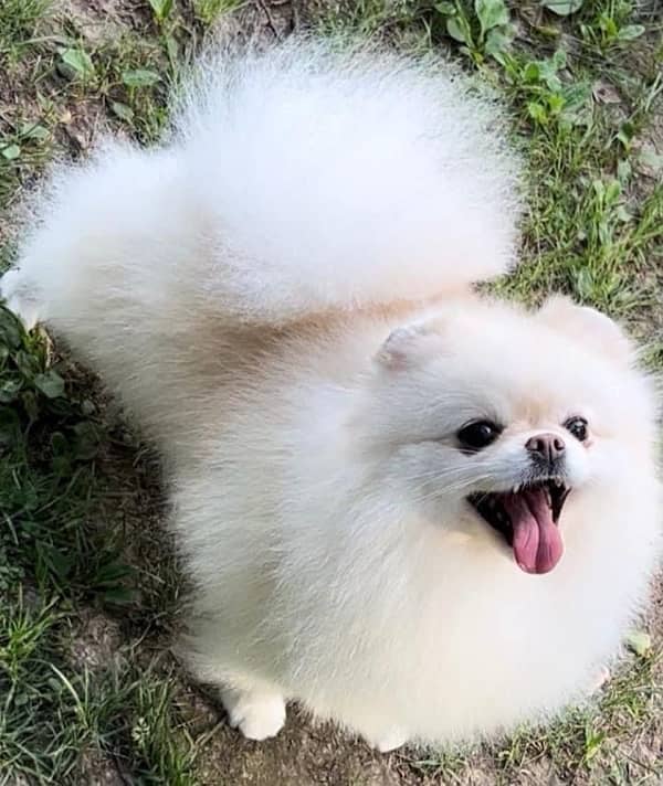 Pomeranian Male pup available 2