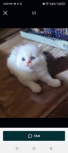 Persian cat for sale female my WhatsApp, 03188638101