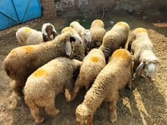 kajla /chatra / bakra | mundra | Breader | بکرا | male Sheep /goat