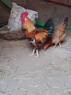 dysi hen