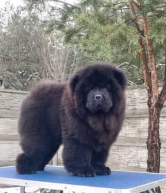 chow chow male pup available