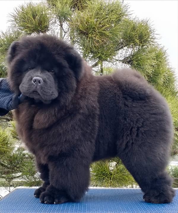 chow chow male pup available 1