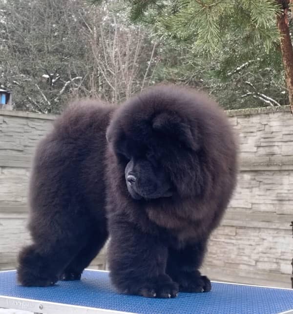 chow chow male pup available 2