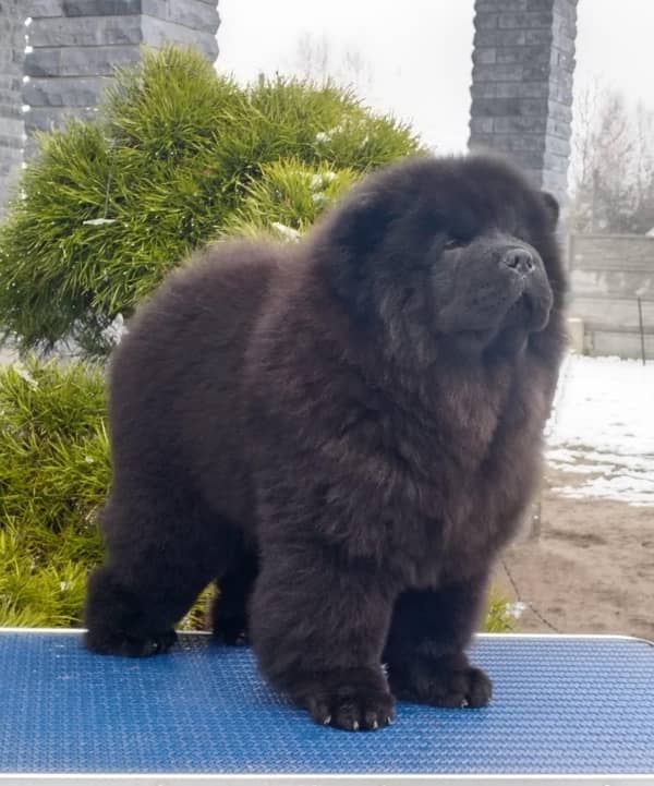 chow chow male pup available 3