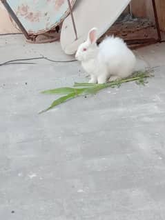 angora female for sale 03224186572