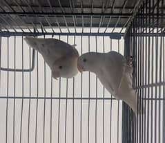 Lovebirds for sale