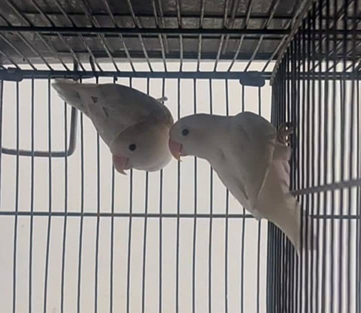 Lovebirds for sale 0