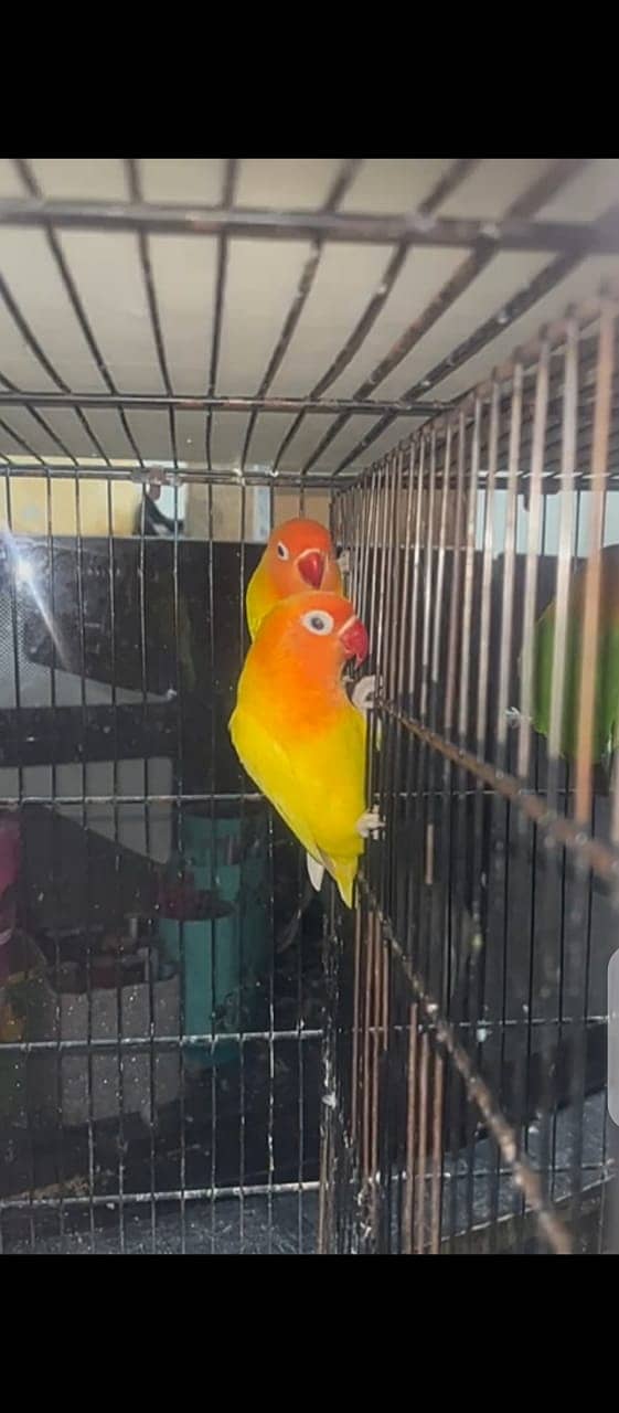 Lovebirds for sale 6