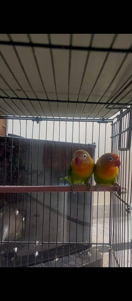 Lovebirds for sale 7