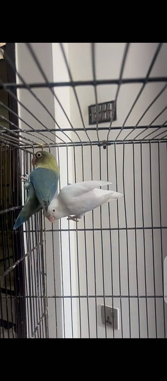 Lovebirds for sale 8