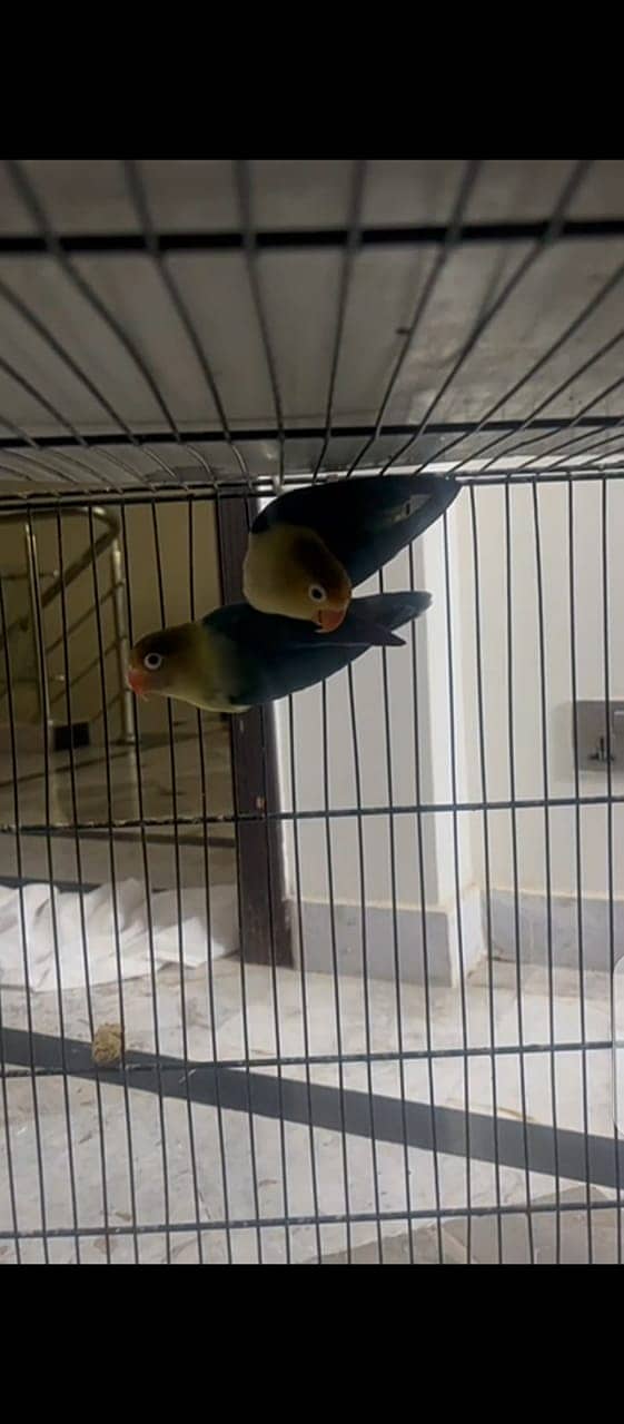 Lovebirds for sale 11