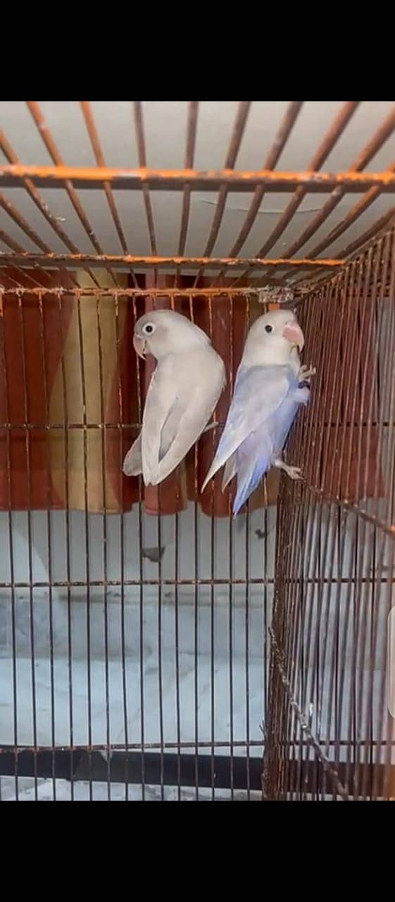 Lovebirds for sale 14