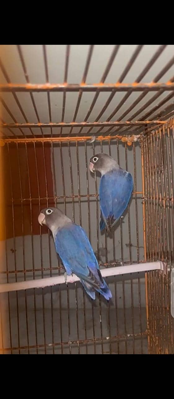 Lovebirds for sale 15