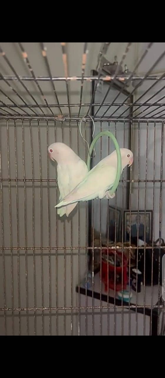 Lovebirds for sale 16