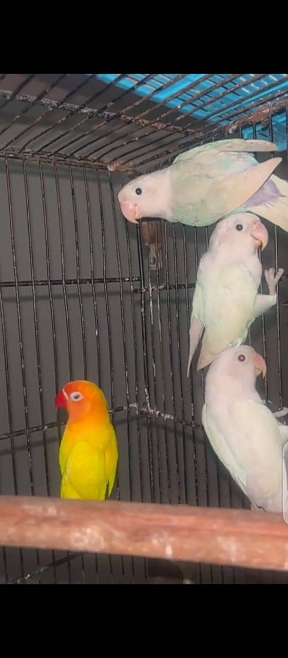 Lovebirds for sale 18